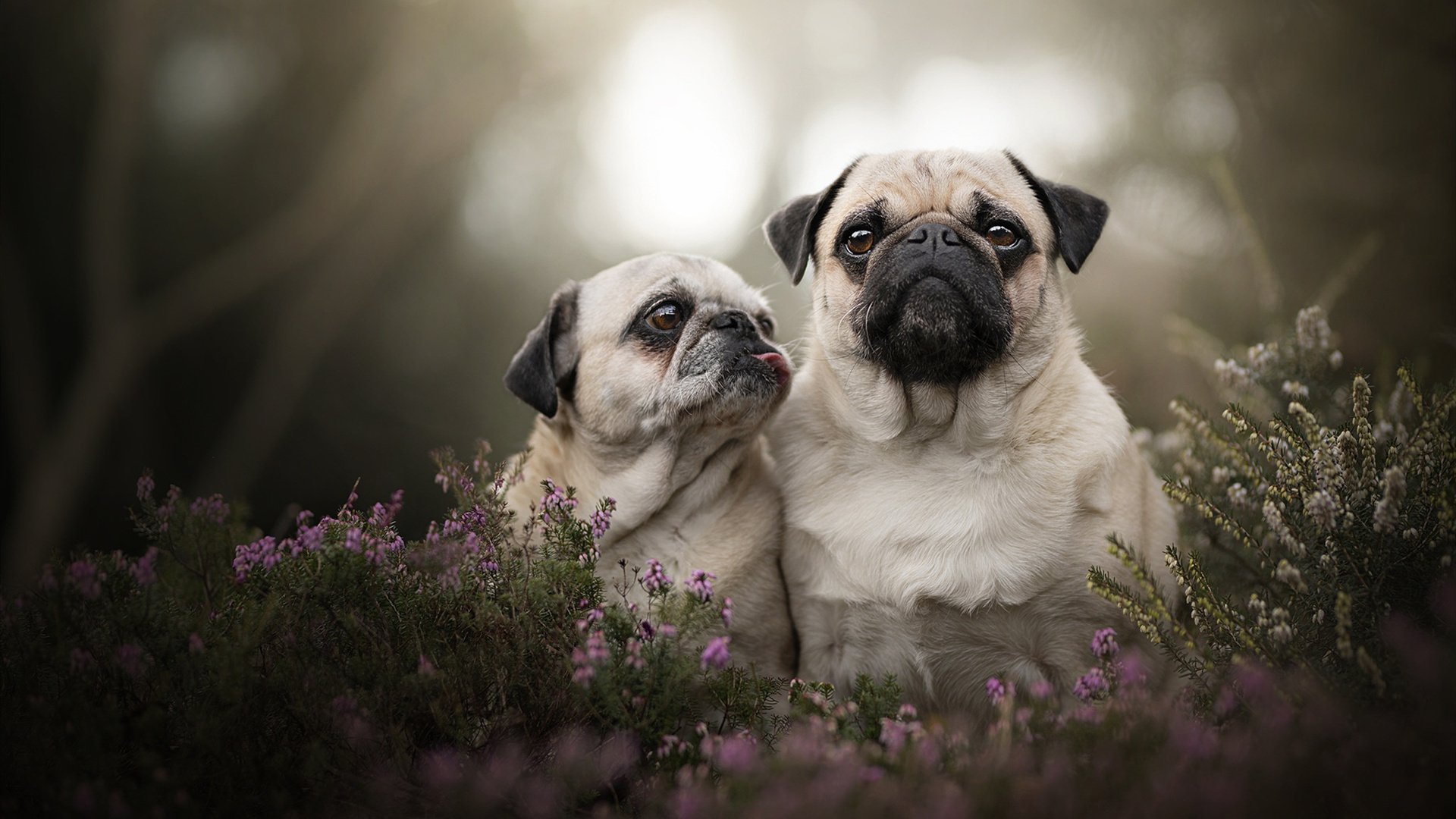 熊猫直播tv-卢卡库末节接管比赛,英格兰险胜尼日利亚